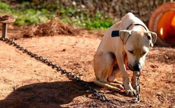 CÃES ACORRENTADOS