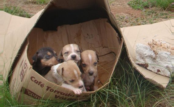 cães abandonados